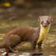Illustration for article titled Monday Mustelid - Mustela kathiah Edition
